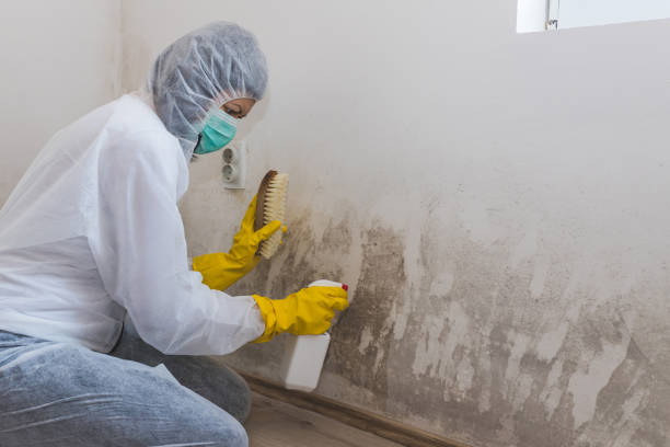 Best Asbestos and Lead Testing During Mold Inspection  in Oatfield, OR